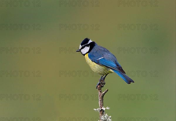 Parus teneriffae ultramarinus
