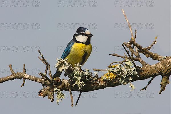 Parus teneriffae ultramarinus