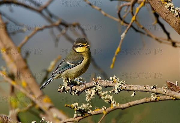 Parus teneriffae ultramarinus