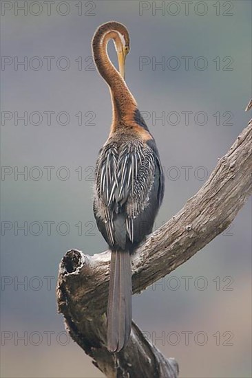 African Darter