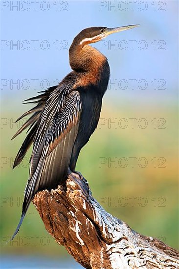 African Darter