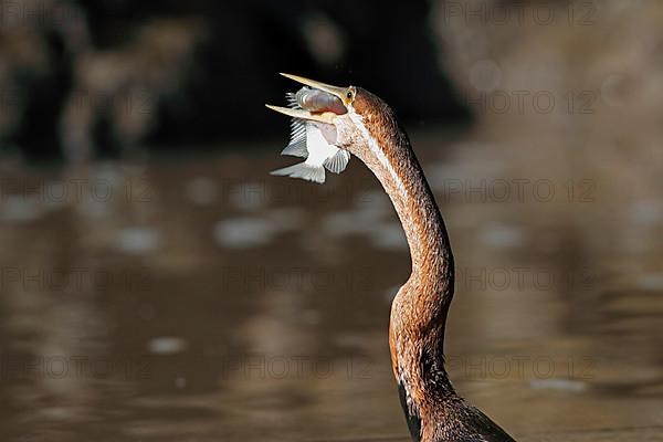 African darter