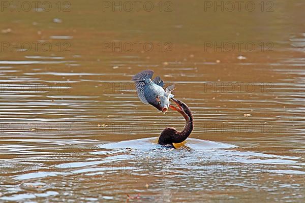 African darter