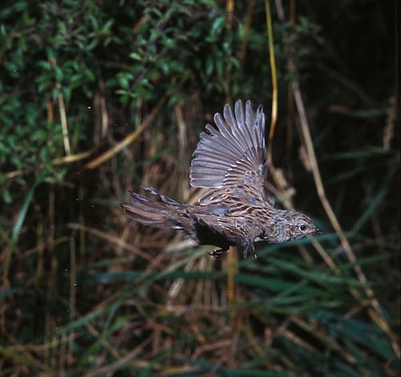 Dunnock