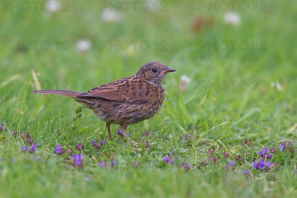 Dunnock