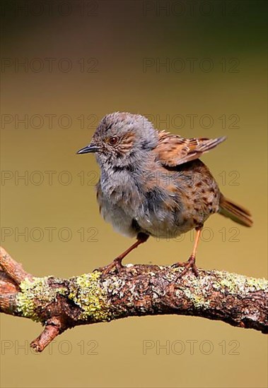 Dunnock