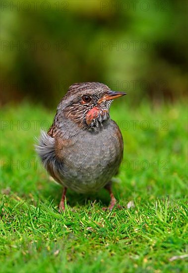 Dunnock