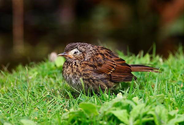 Dunnock