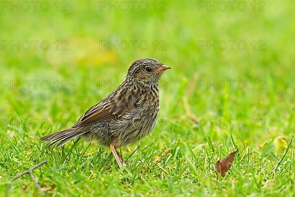 Dunnock