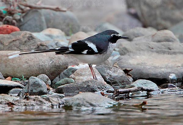 Slaty-backed Forktail