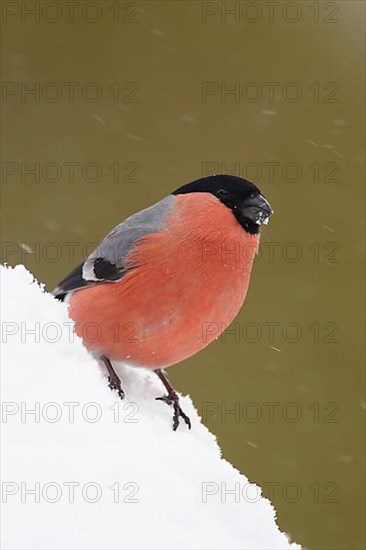 Eurasian bullfinch