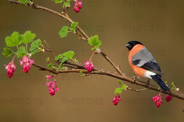 Adult male eurasian bullfinch