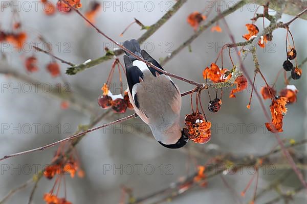 Eurasian Bullfinch