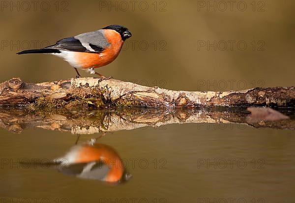 Eurasian bullfinch