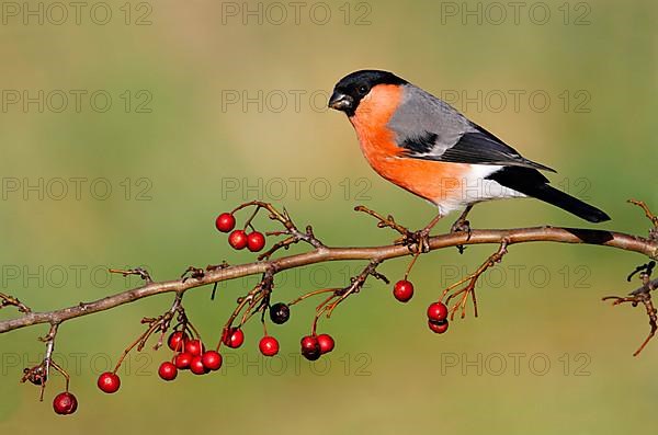 Adult male eurasian bullfinch