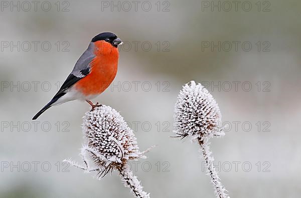 Eurasian bullfinch