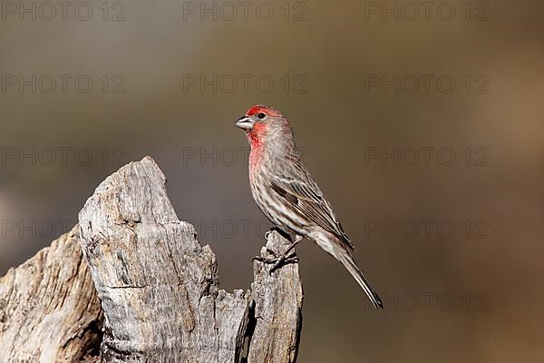 House finch