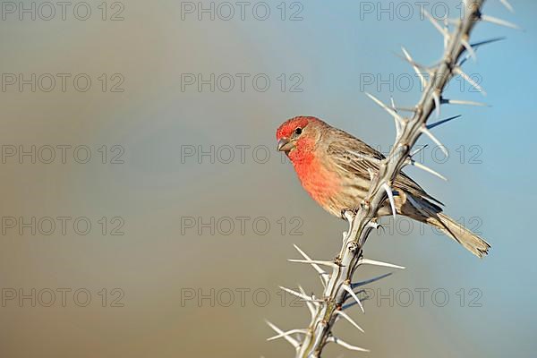 House finch