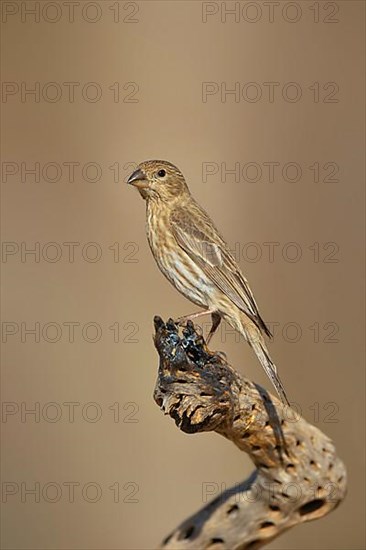 House finch