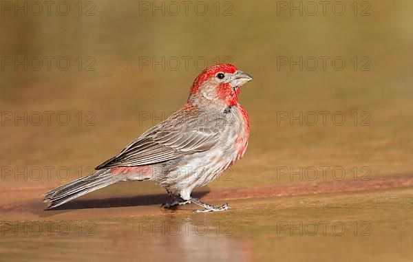 House finch