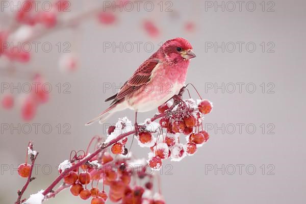 Purple purple finch