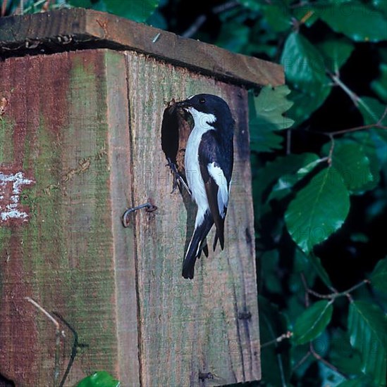 European pied flycatcher