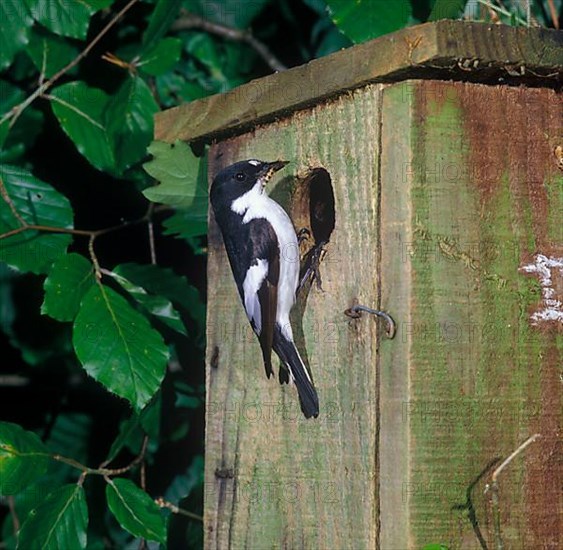 Pied Flycatcher