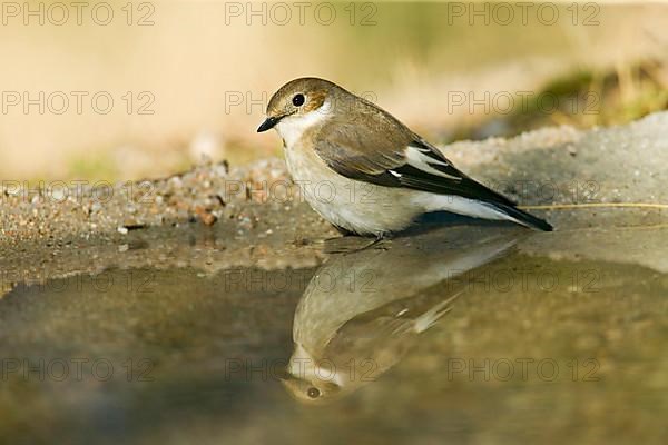 Pied Flycatcher