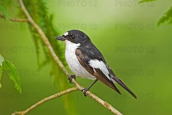 European pied flycatcher