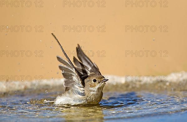 European pied flycatcher