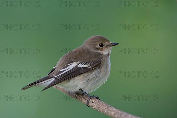 Pied Flycatcher