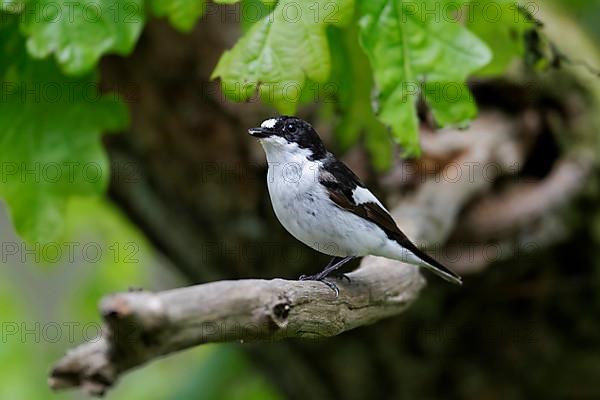 Pied Flycatcher