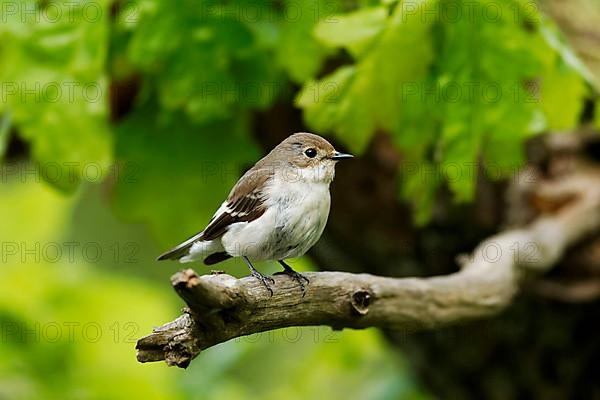 Pied Flycatcher