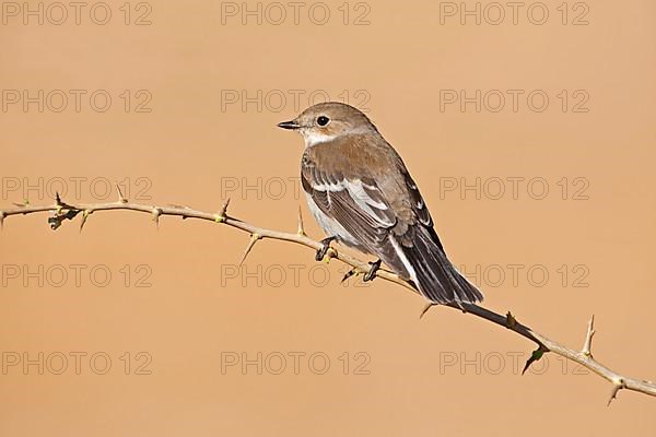 Pied Flycatcher