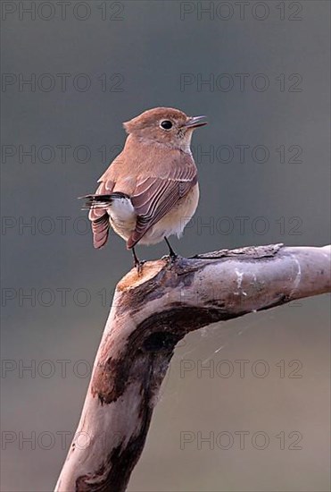 Red-breasted Flycatcher