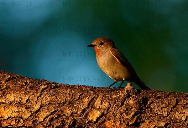 Ficedula albicilla