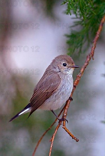 Taiga Flycatcher