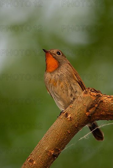 Ficedula albicilla