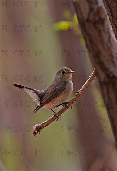 Ficedula albicilla