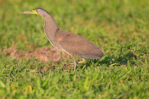 Bare-throated Tiger-heron