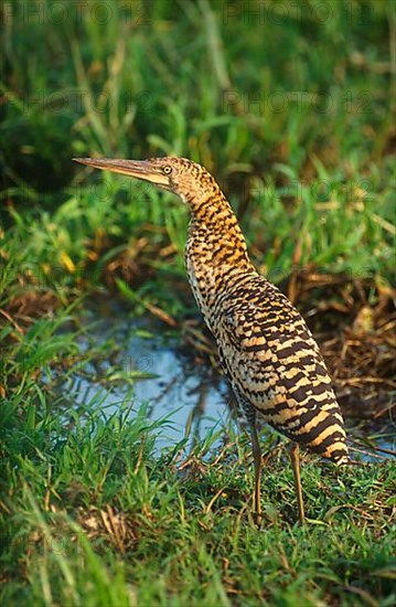 Rufescent tiger heron