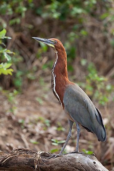 Red rufescent tiger heron