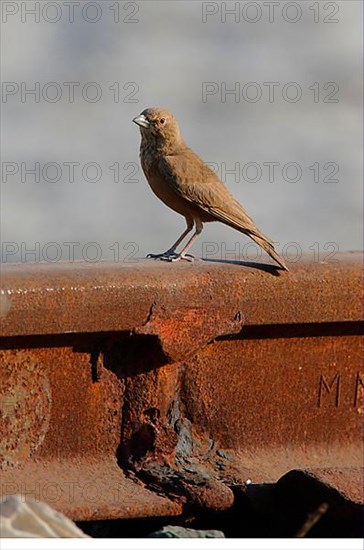 Adult rufous-tailed lark