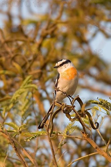 White-bellied Minivet