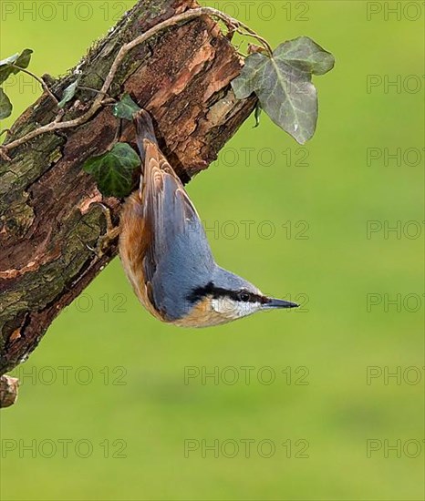 European eurasian nuthatch