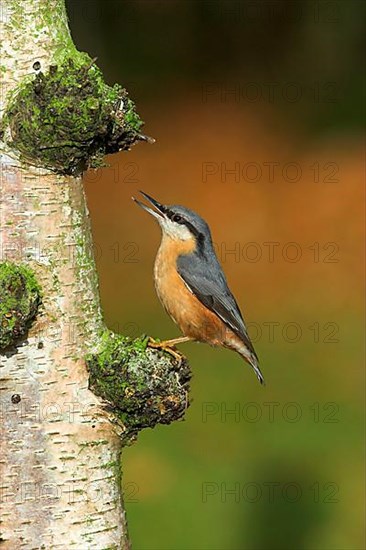 European eurasian nuthatch