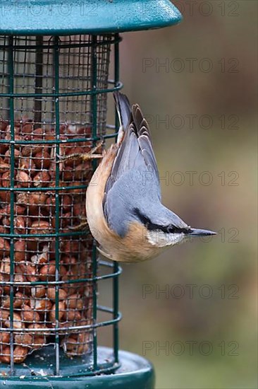 European eurasian nuthatch