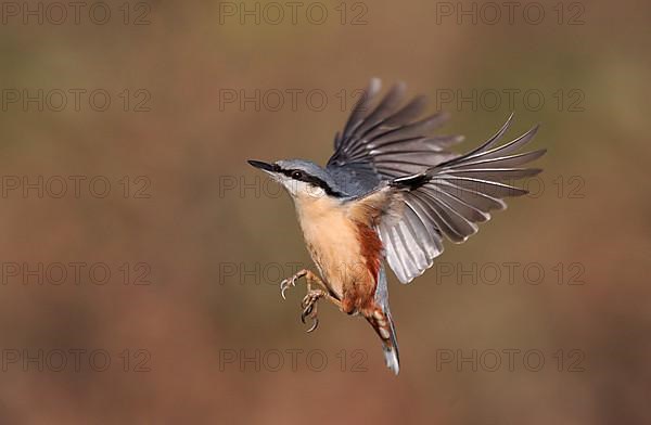 Eurasian nuthatch