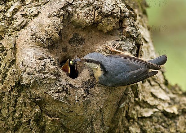 European Nuthatch