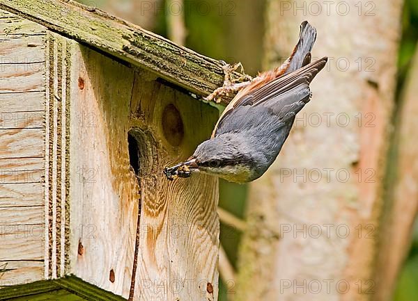 European eurasian nuthatch